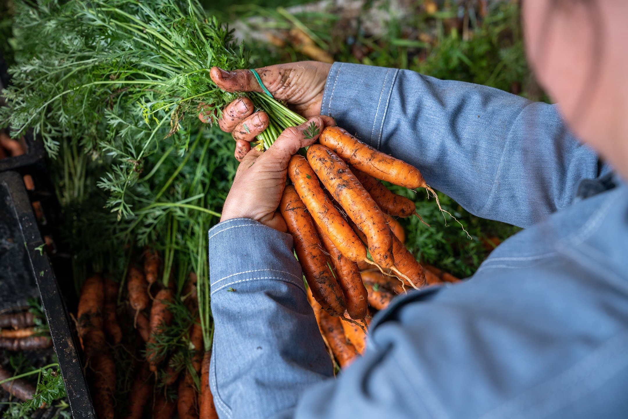 Hands holding a bunch of fresh carrots