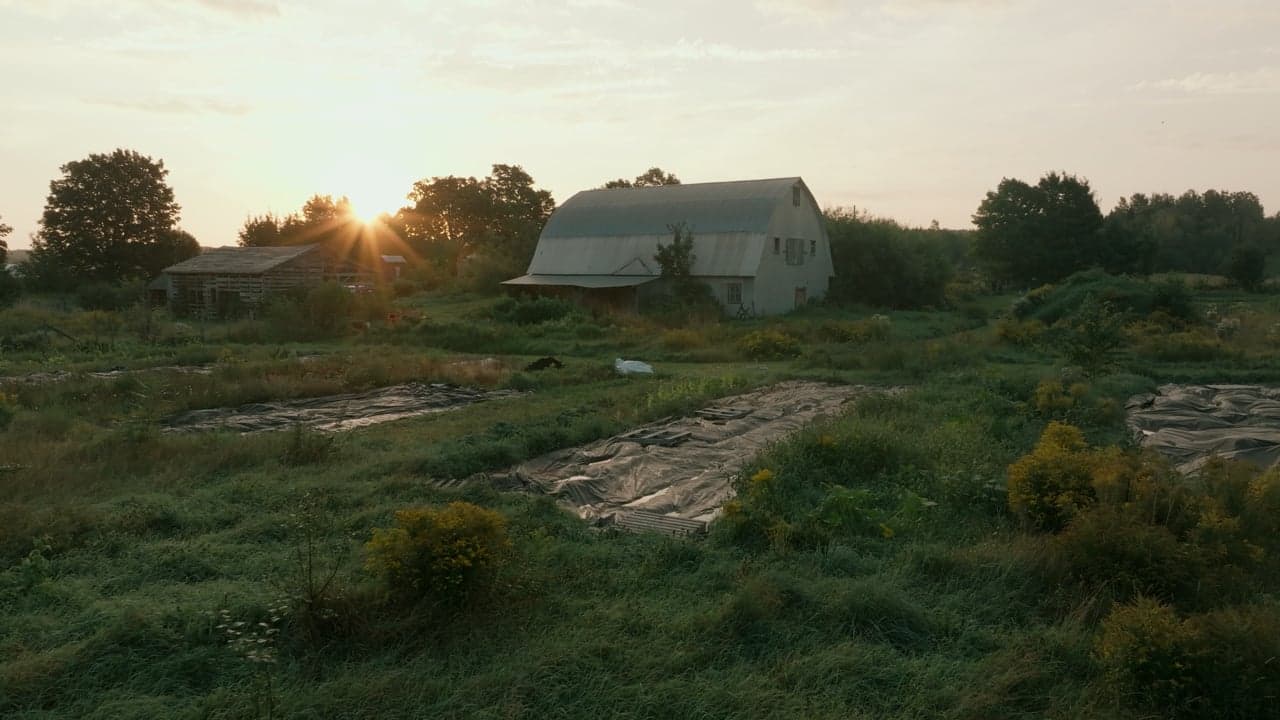Market gardener working in a field