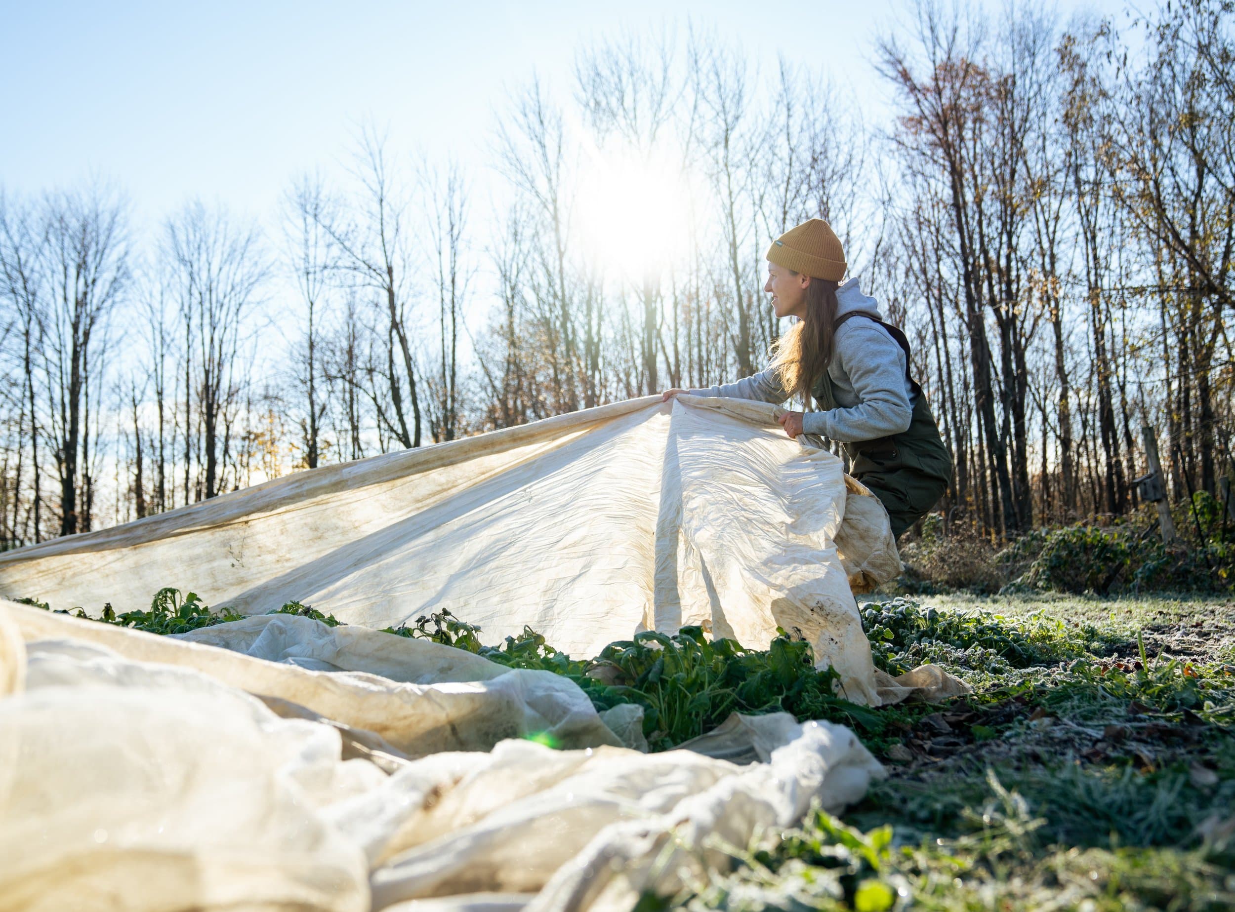 Farmer covering crops at sunrise