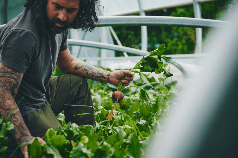 Market gardener harvesting vegetables in a greenhouse