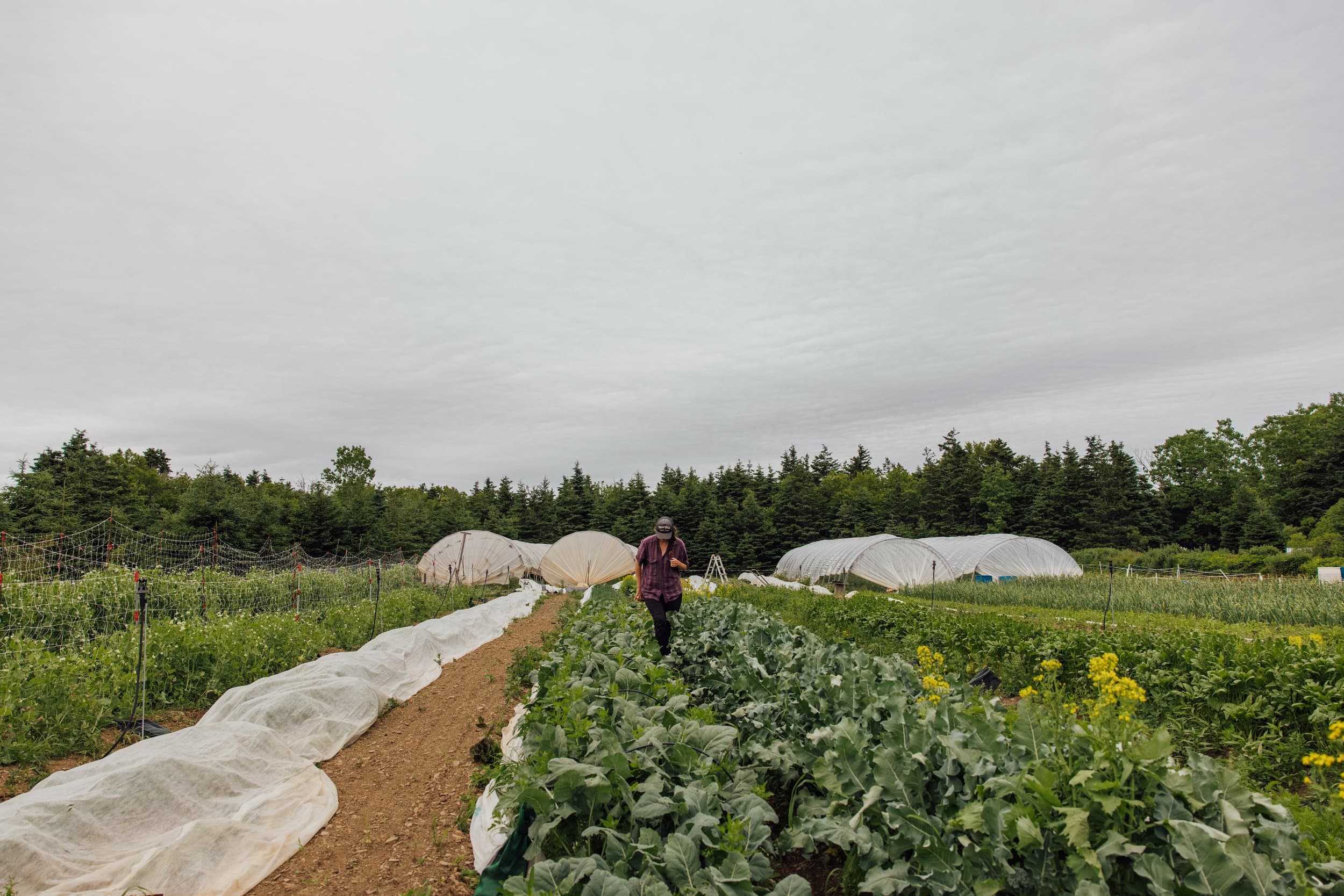 Farmer walking between rows of an organic market garden